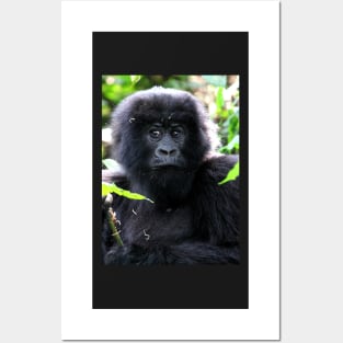 "What are you going to do to me?" Juvenile Mountain Gorilla Posters and Art